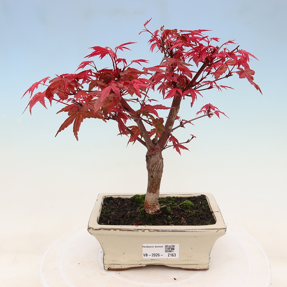 Vonkajší bonsaj - Acer palmatum DESHOJO