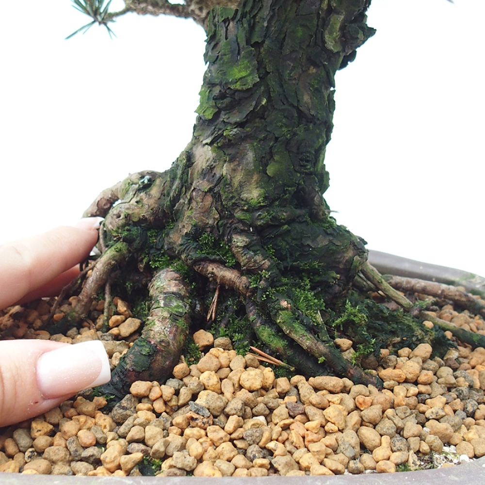 Vonkajšia bonsaj - Pinus thunbergii Kotobuki - borovica Thunbergova