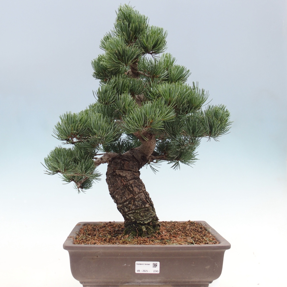 Vonkajšie bonsai - Pinus parviflora - Borovica drobnokvetá