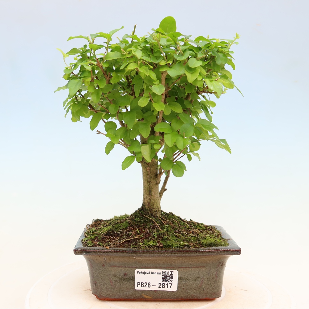 Izbový bonsaj -Ligustrum chinensis - Vtáčí zobák