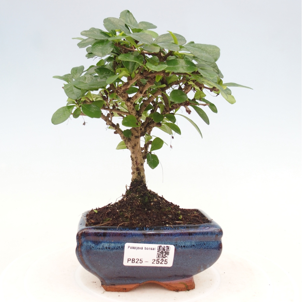 Izbová bonsai - Carmona macrophylla - Čaj fuki