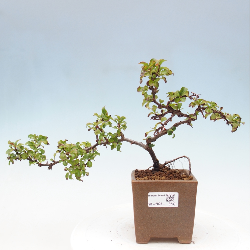 Vonkajšie bonsai - Chaneomeles s. Red Joy - Dulovec