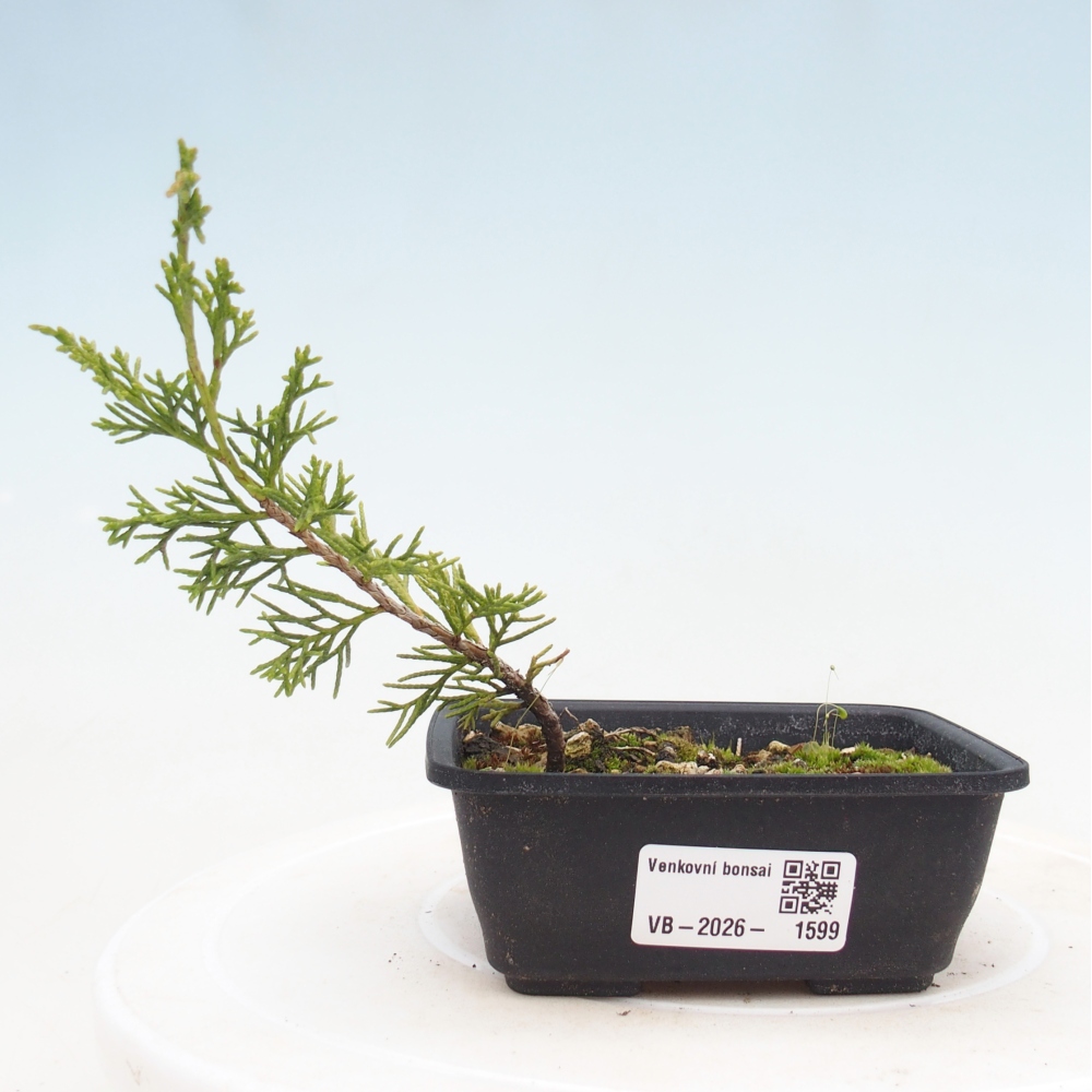 Vonkajší bonsaj - Juniperus chinensis Itoigawa