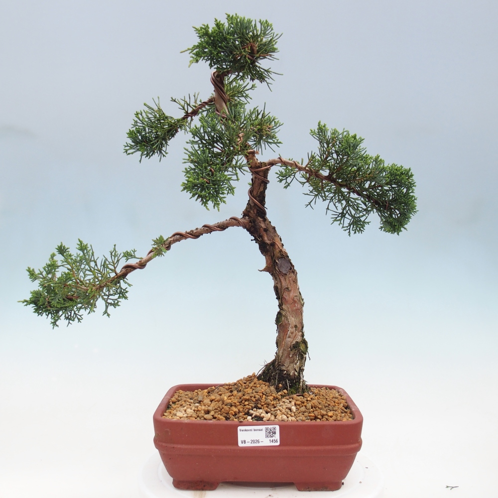 Vonkajší bonsaj - Juniperus chinensis Kishu