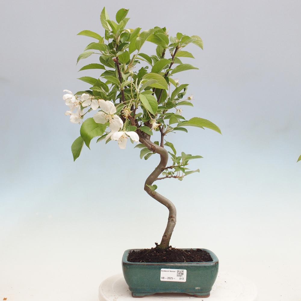 Vonkajší bonsai -Malus halliana - Maloplodá jabloň