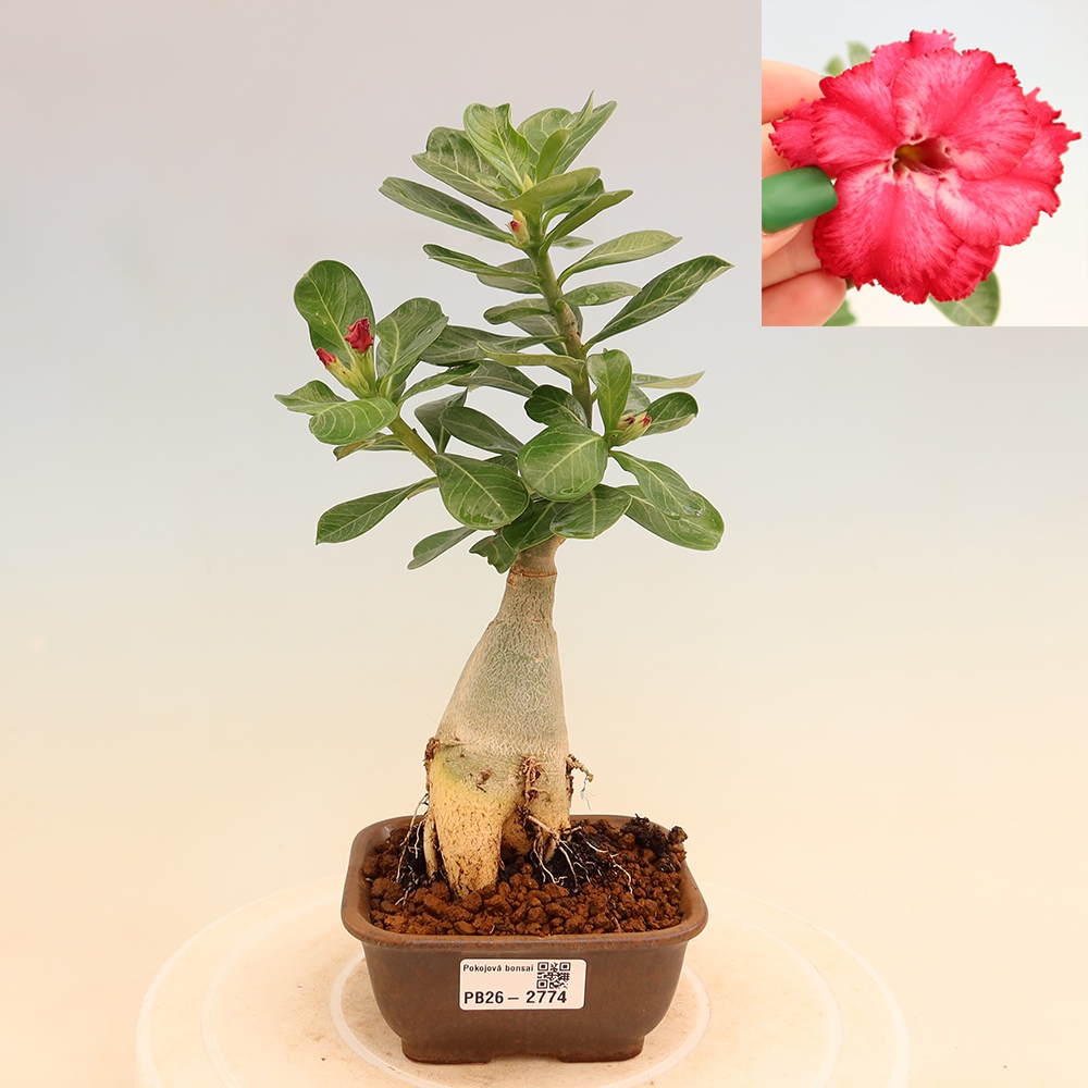 Izba bonsai – Adenium obesum, štepené V.F.S.326 – Púštna ruža