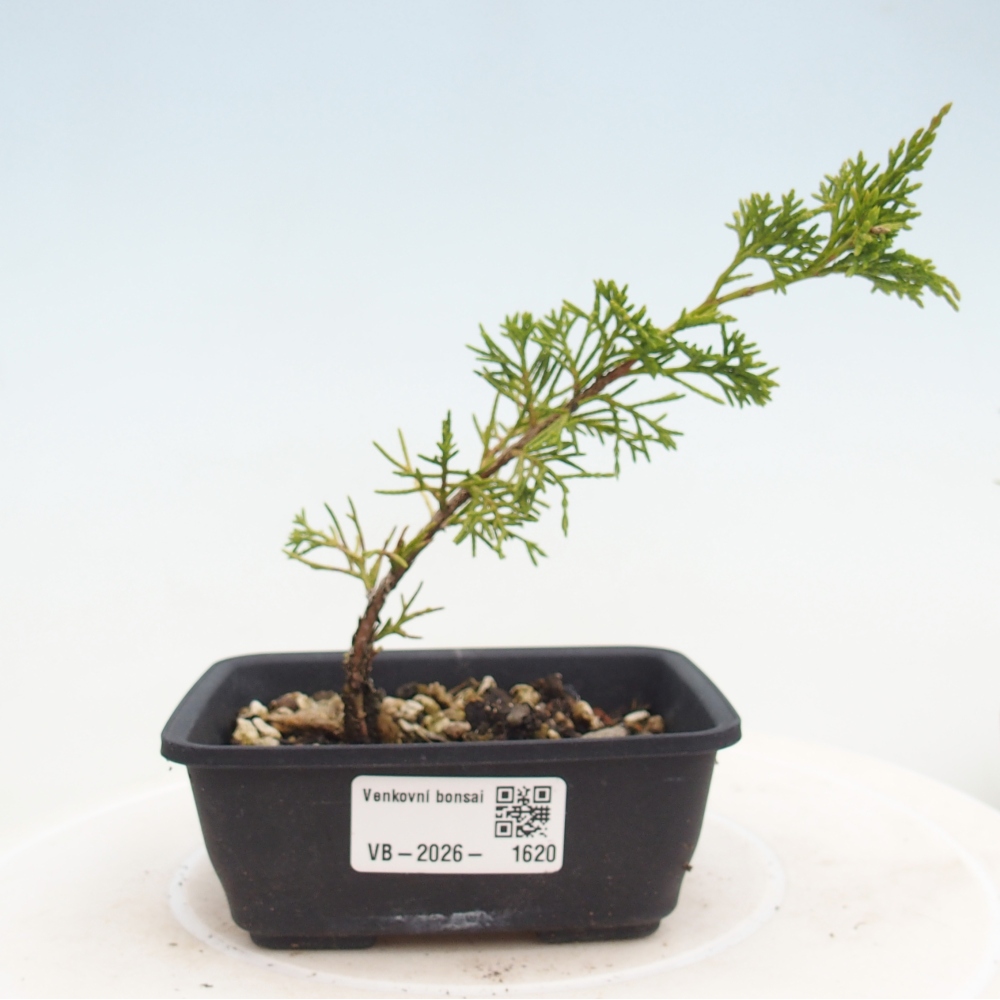 Vonkajší bonsaj - Juniperus chinensis Itoigawa