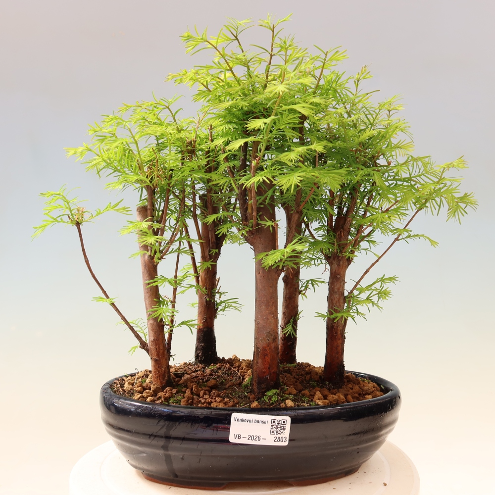 Vonkajší bonsai – Metasequoia glyptostroboides – čínska metasekvoja – hájik