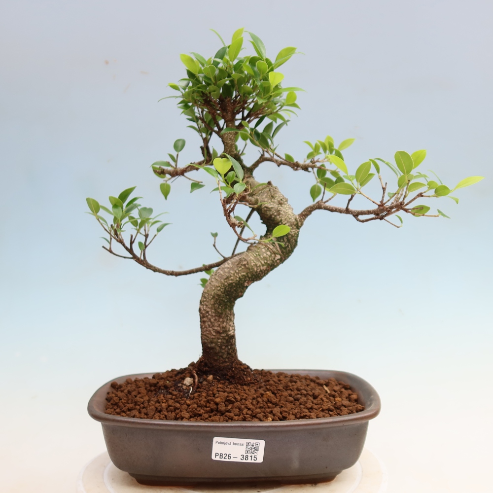 Izbové bonsaje - Ficus kimmen - drobnolistý fikus
