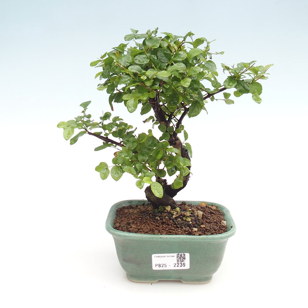 Izbová bonsai - Sagerécia thea - Sagerécia thea