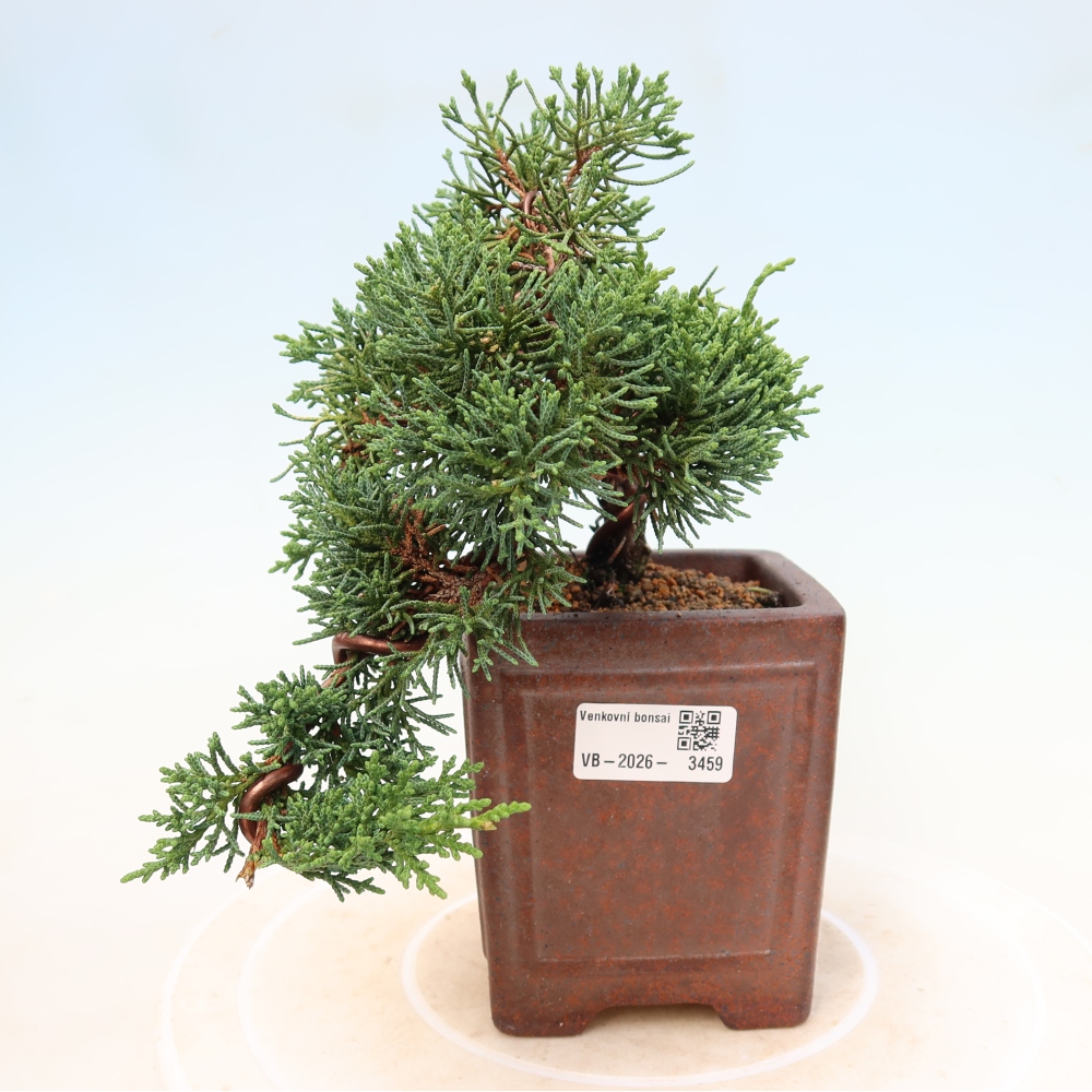 Vonkajší bonsaj - Juniperus chinensis Kishu