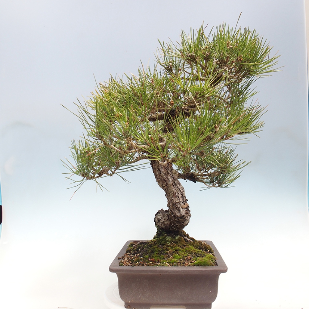 Vonkajšie bonsaje - Pinus thunbergii - borovica Thunbergova