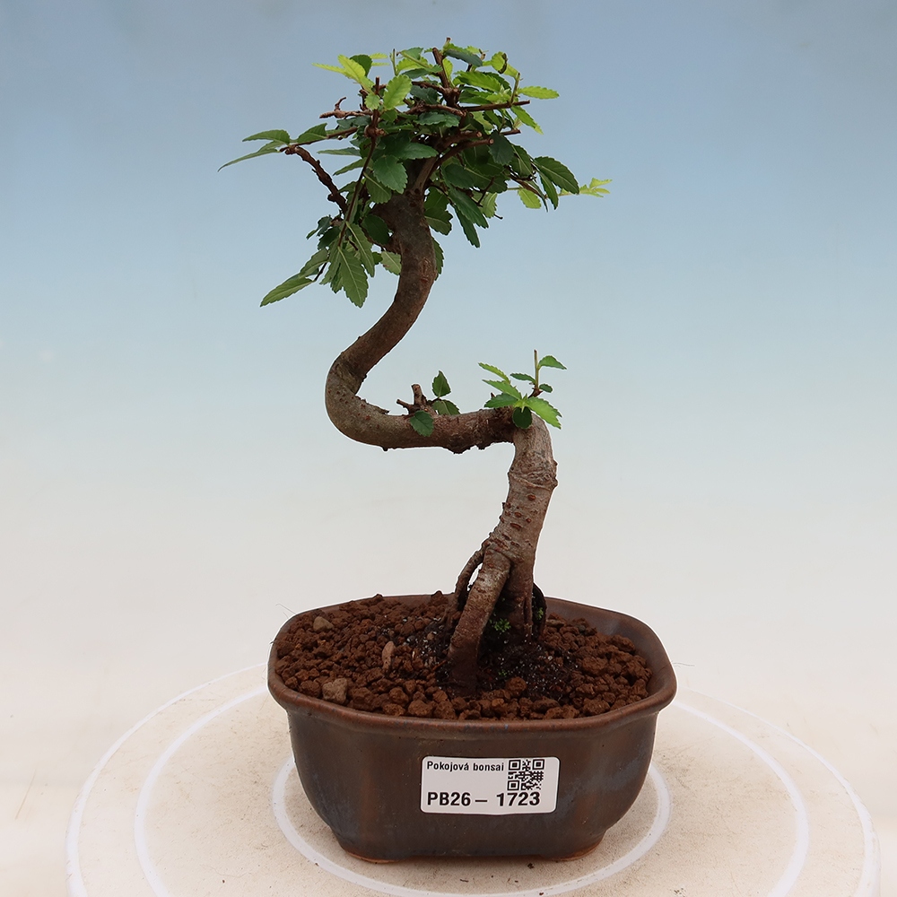 Izbový bonsaj - Ulmus parvifolia - brest malolistý