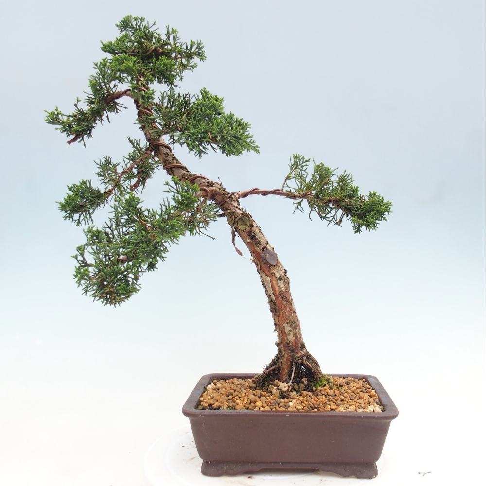 Vonkajší bonsaj - Juniperus chinensis Kishu