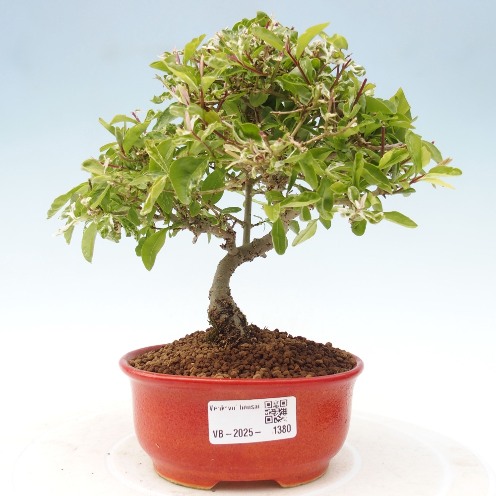 Vonkajší bonsai - Ligustrum obtusifolium - Vtáčí zob tupolistý