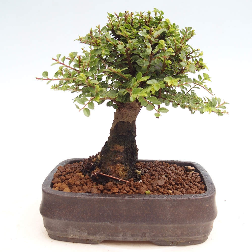 Vonkajší bonsai - Ulmus parvifolia Hokkaido - brest Čínsky