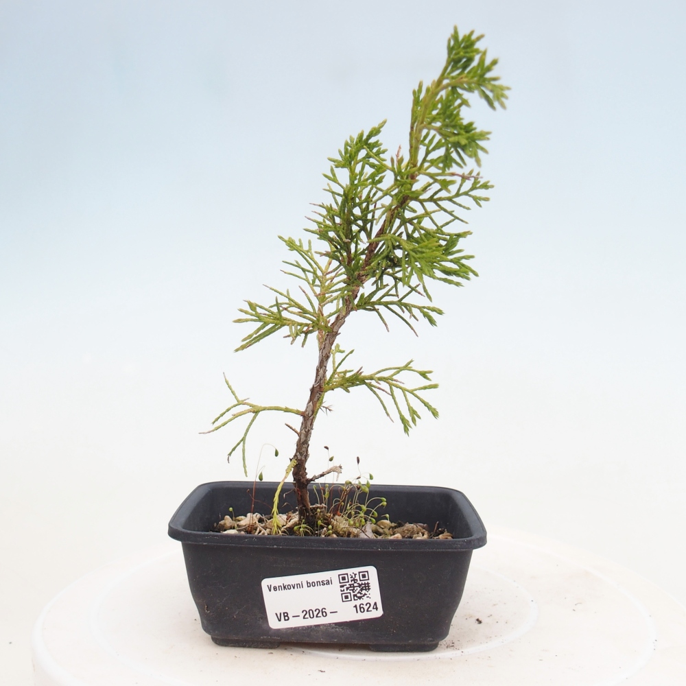 Vonkajší bonsaj - Juniperus chinensis Itoigawa