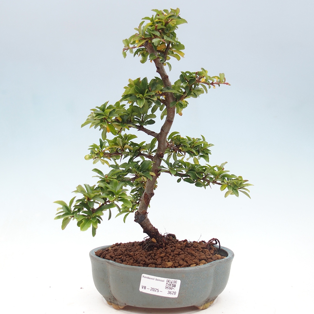 Vonkajšie bonsaje-Pyracantha Teton -Hlox