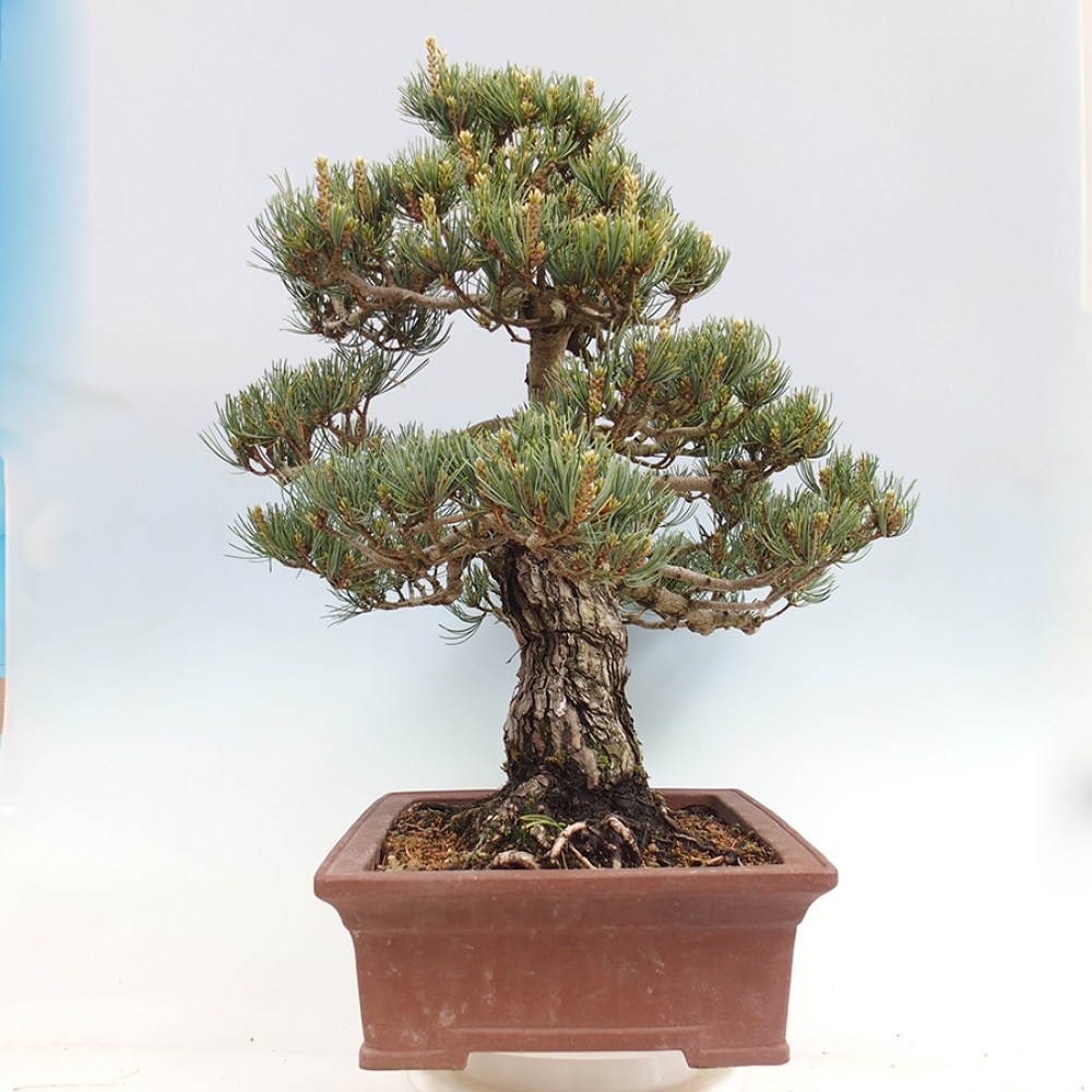 Vonkajšie bonsaje - Pinus parviflora - Pinus parviflora