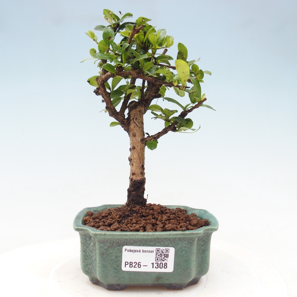 Izbové bonsaje - Carmona macrophylla - Tea fuki