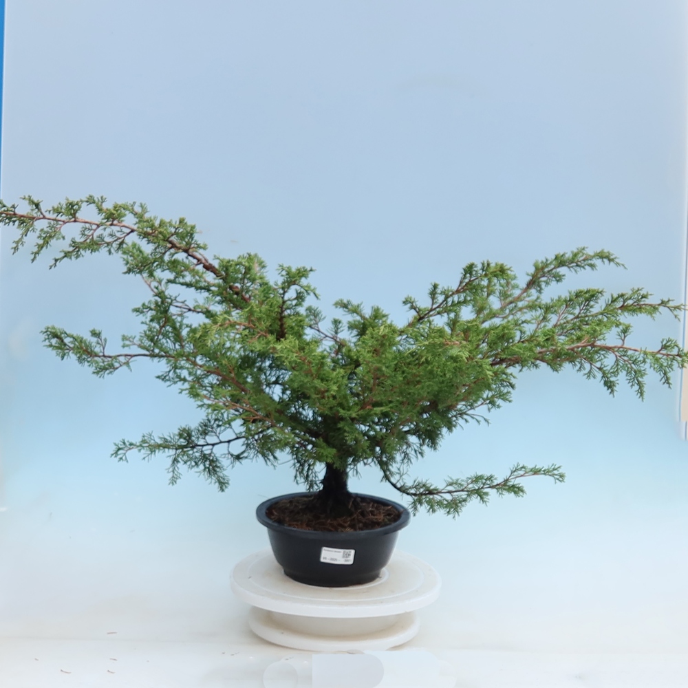 Vonkajší bonsai – Juniperus chinensis Itoigawa – čínsky jalovec