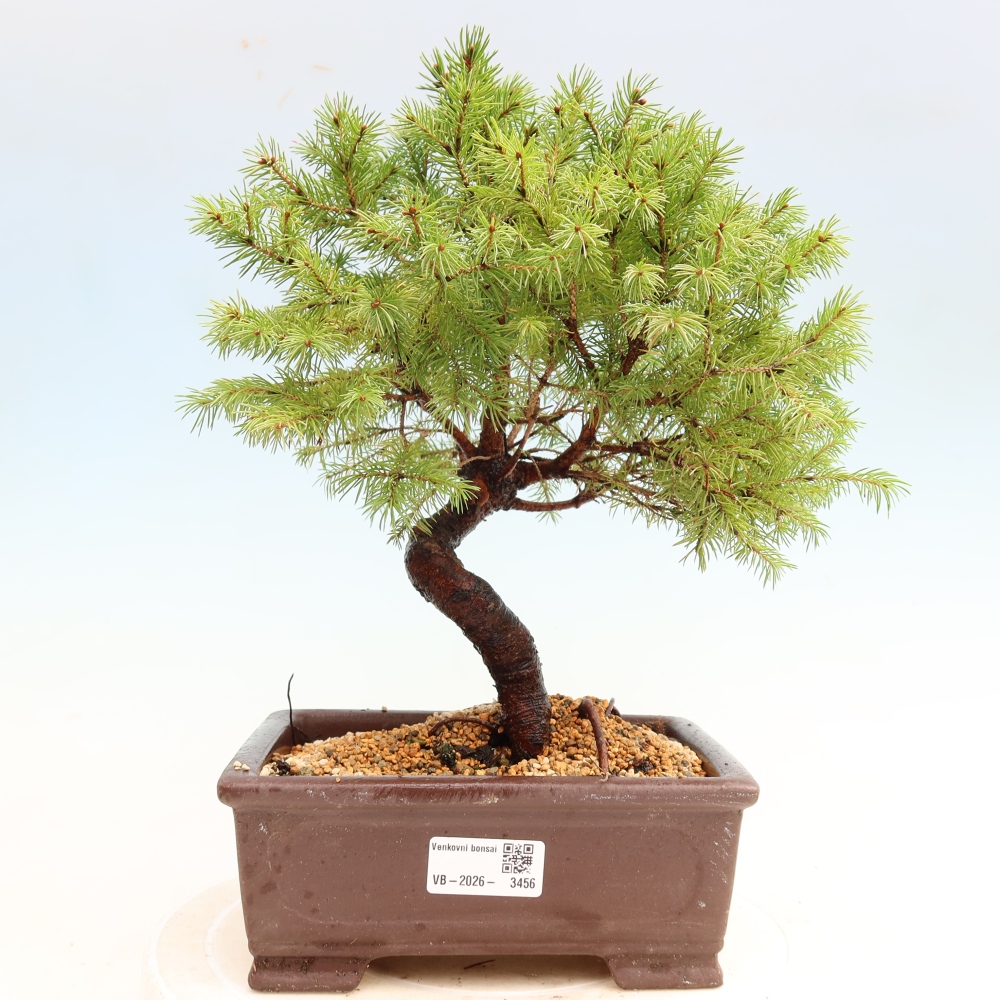 Vonkajší bonsai – Smrek sivý – Picea glauca globe