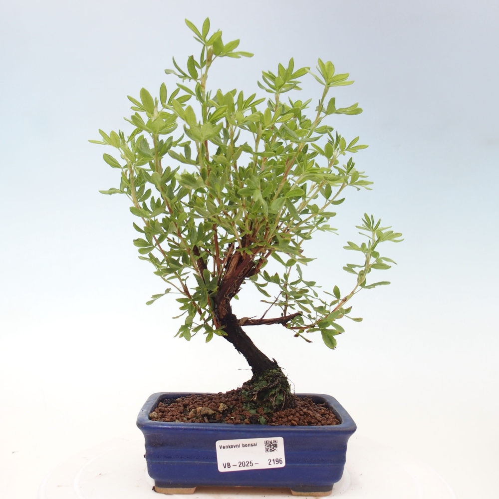 Vonkajšia bonsai-Nátržník krovitá - potentila fruticosa yellow Bird