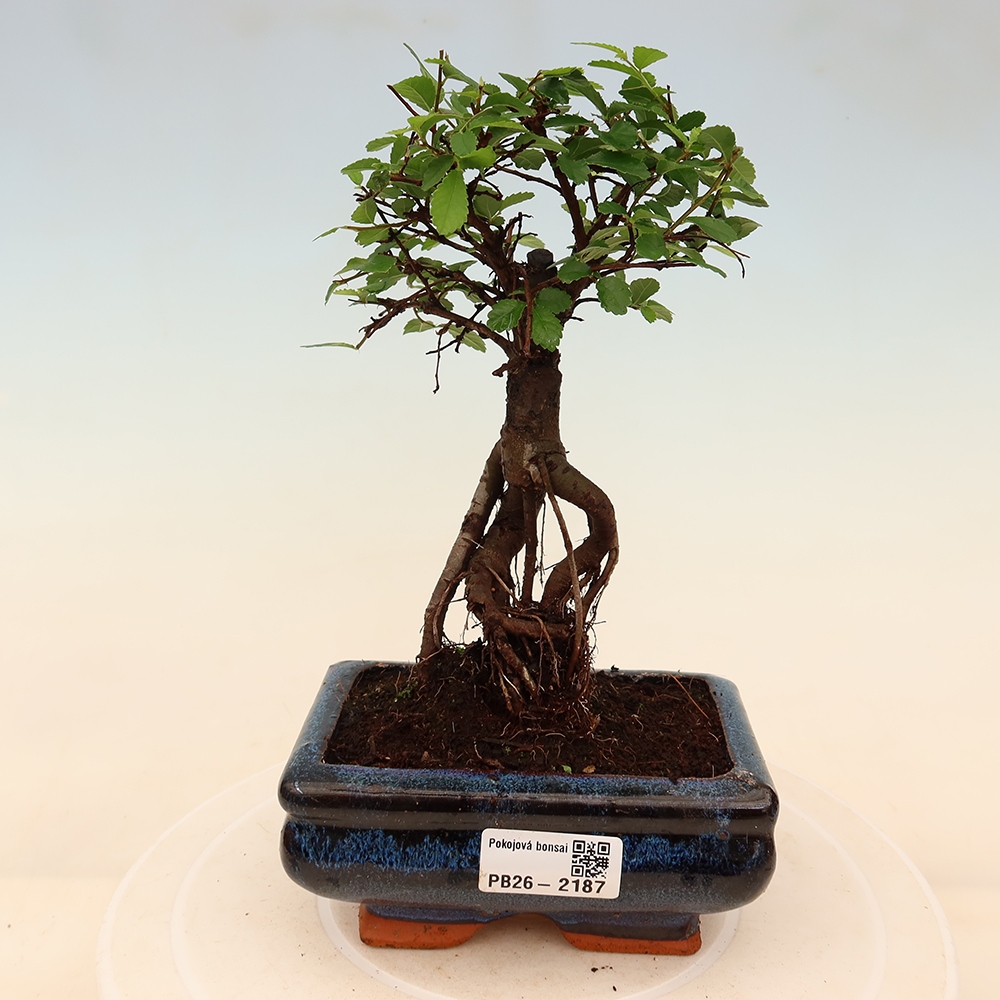 Izbový bonsaj - Ulmus parvifolia - brest malolistý