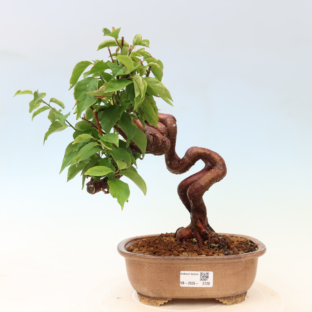 Vonkajšie bonsaje – Japonská marhuľa – Prunus Mume