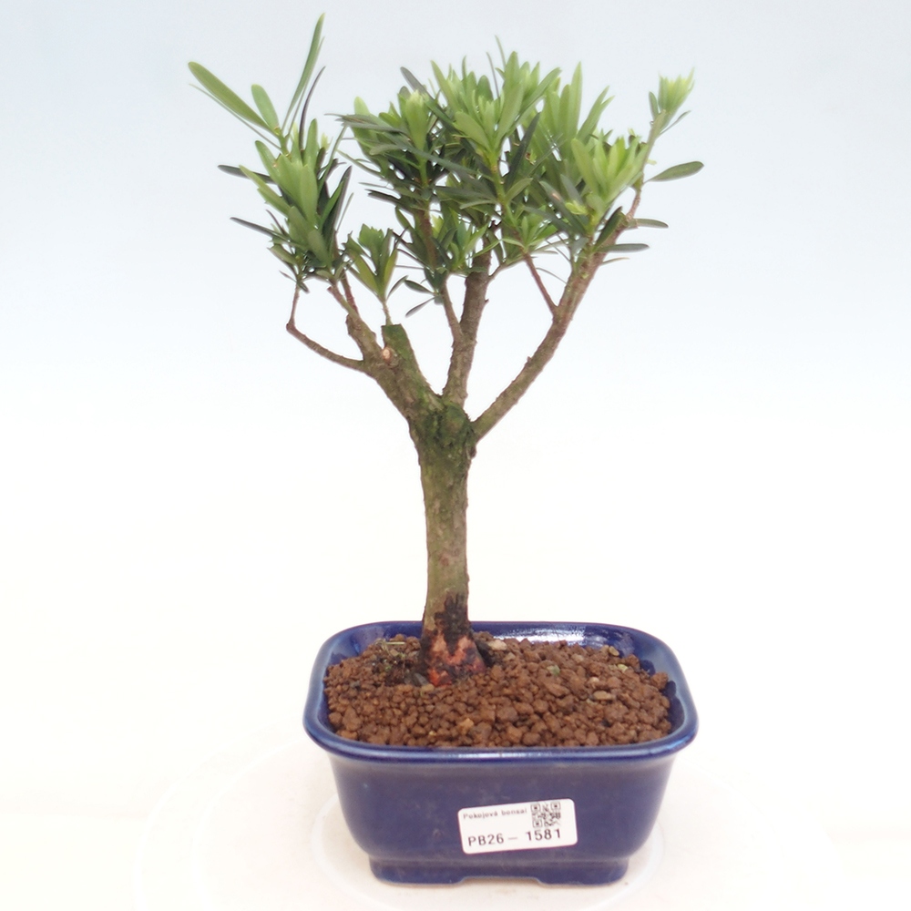 Izbové bonsaje - Podocarpus - Kamenný tis