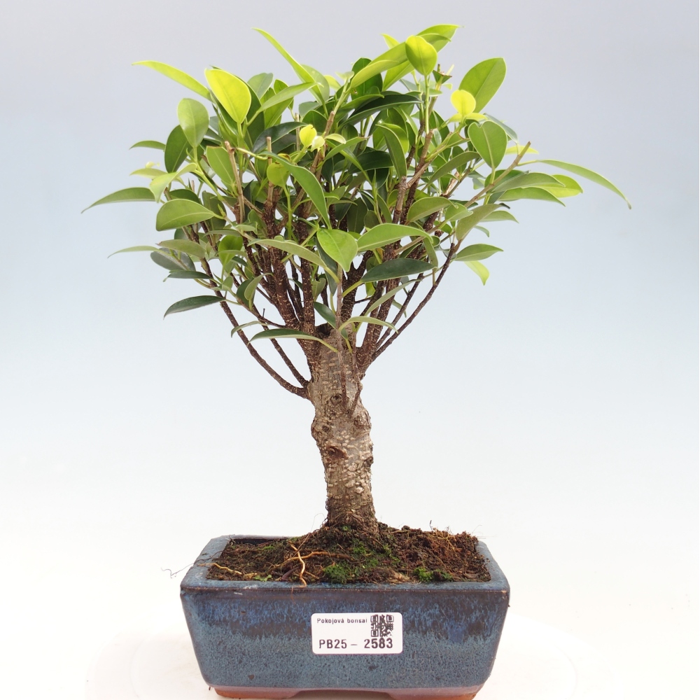Izbová bonsai - Ficus retusa - malolistý fikus