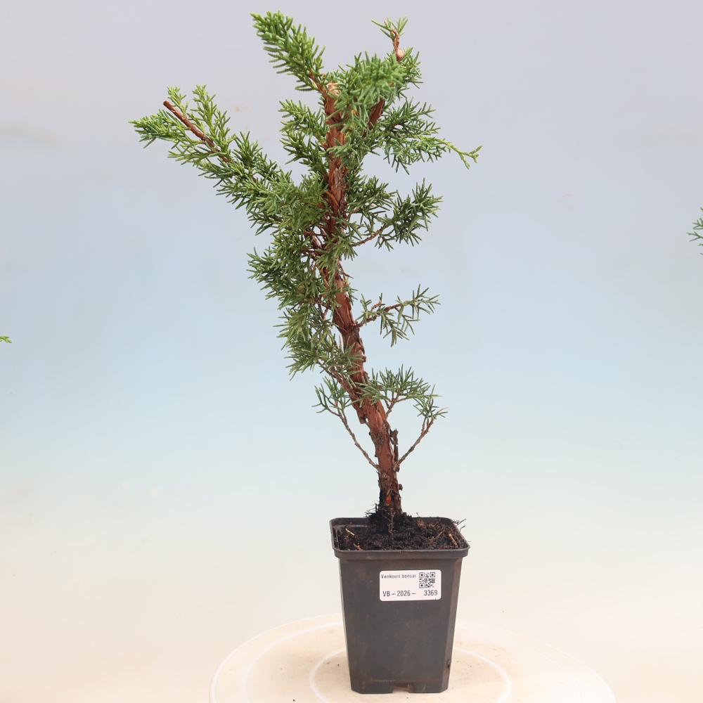 Vonkajší bonsaj - Juniperus chinensis Kishu