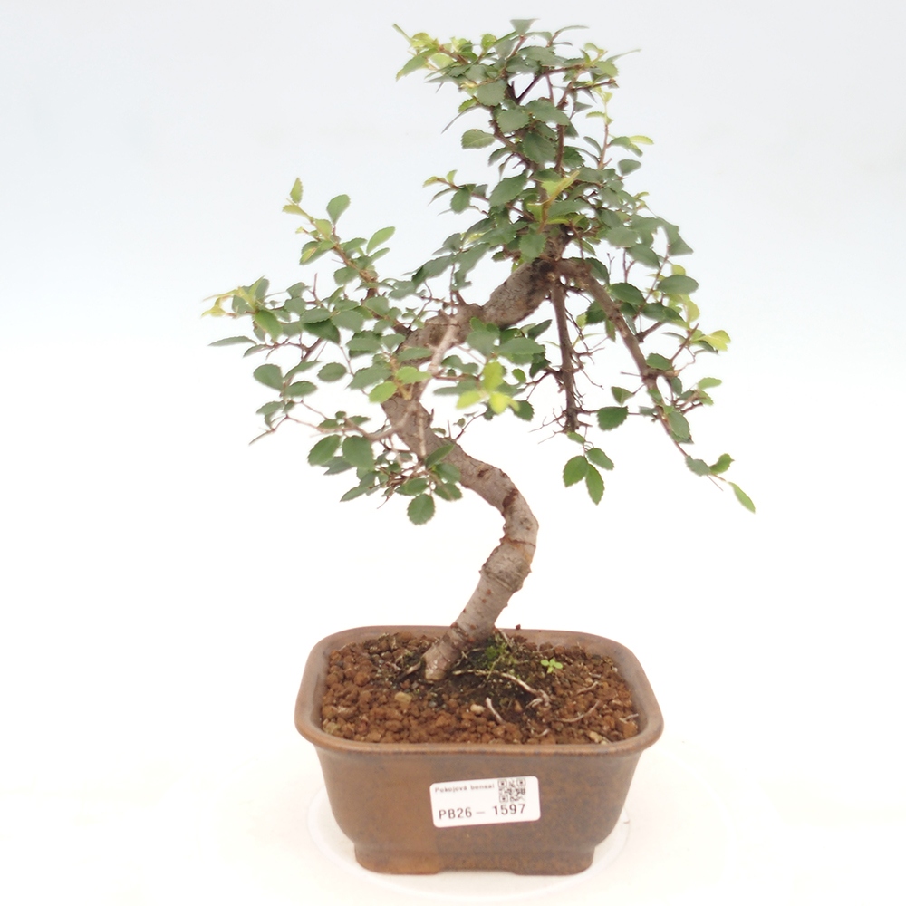Izbový bonsaj - Ulmus parvifolia - brest malolistý