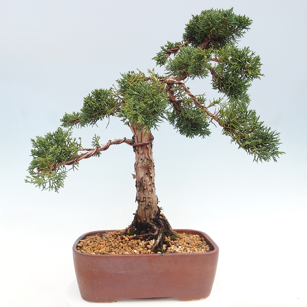 Vonkajšie bonsai - Juniperus chinensis Kishu -Jalovec čínsky