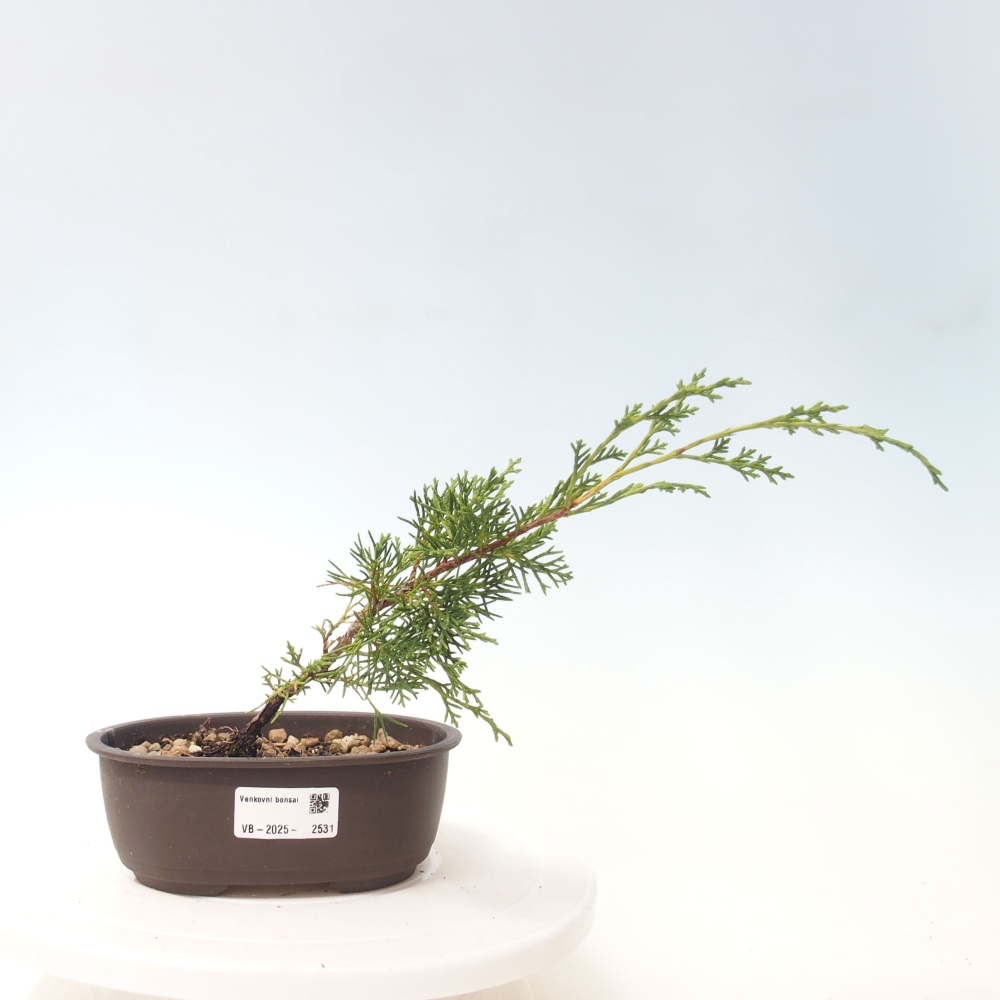 Vonkajší bonsai - Juniperus chinensis Itoigawa -Jalovec čínsky