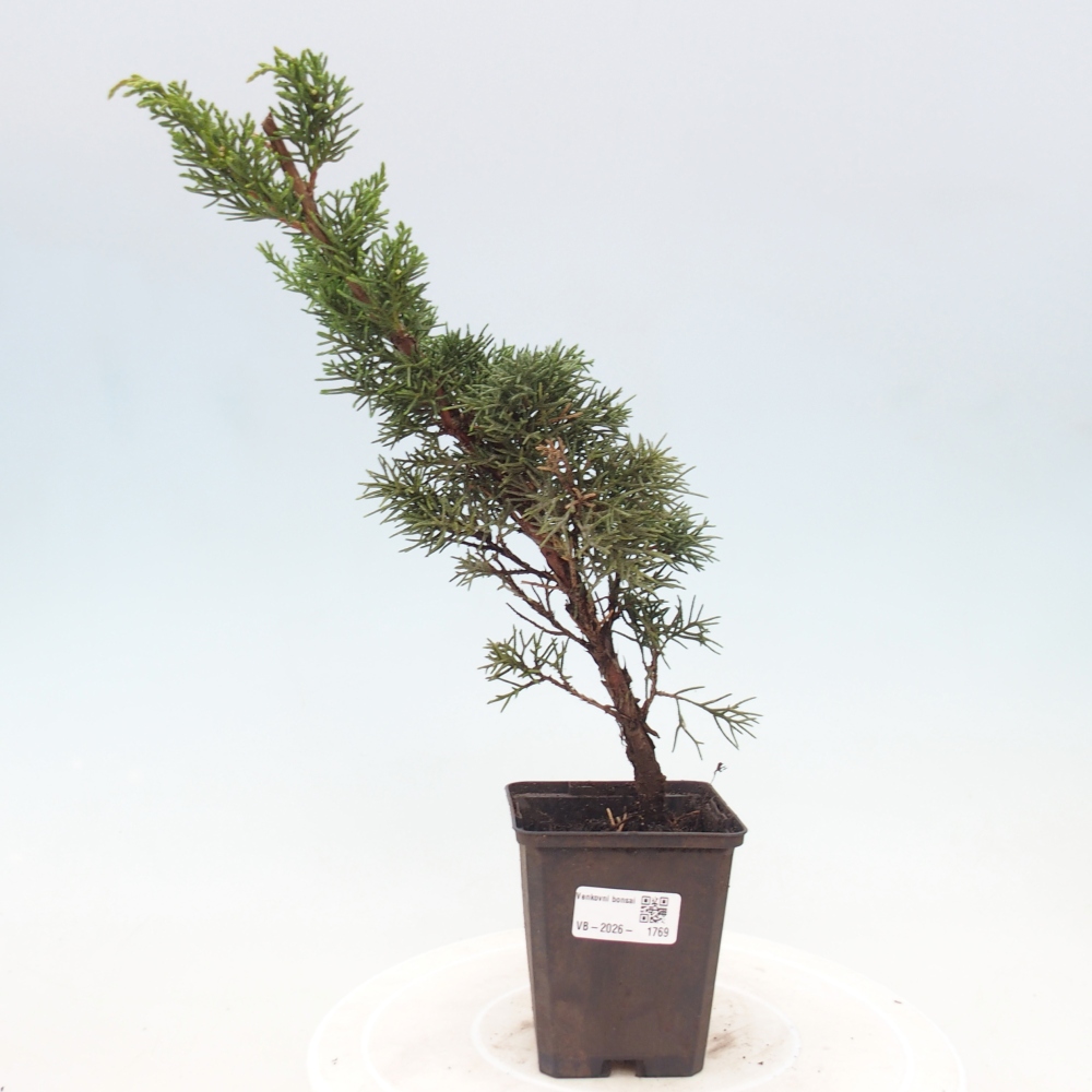 Vonkajší bonsaj - Juniperus chinensis Kishu