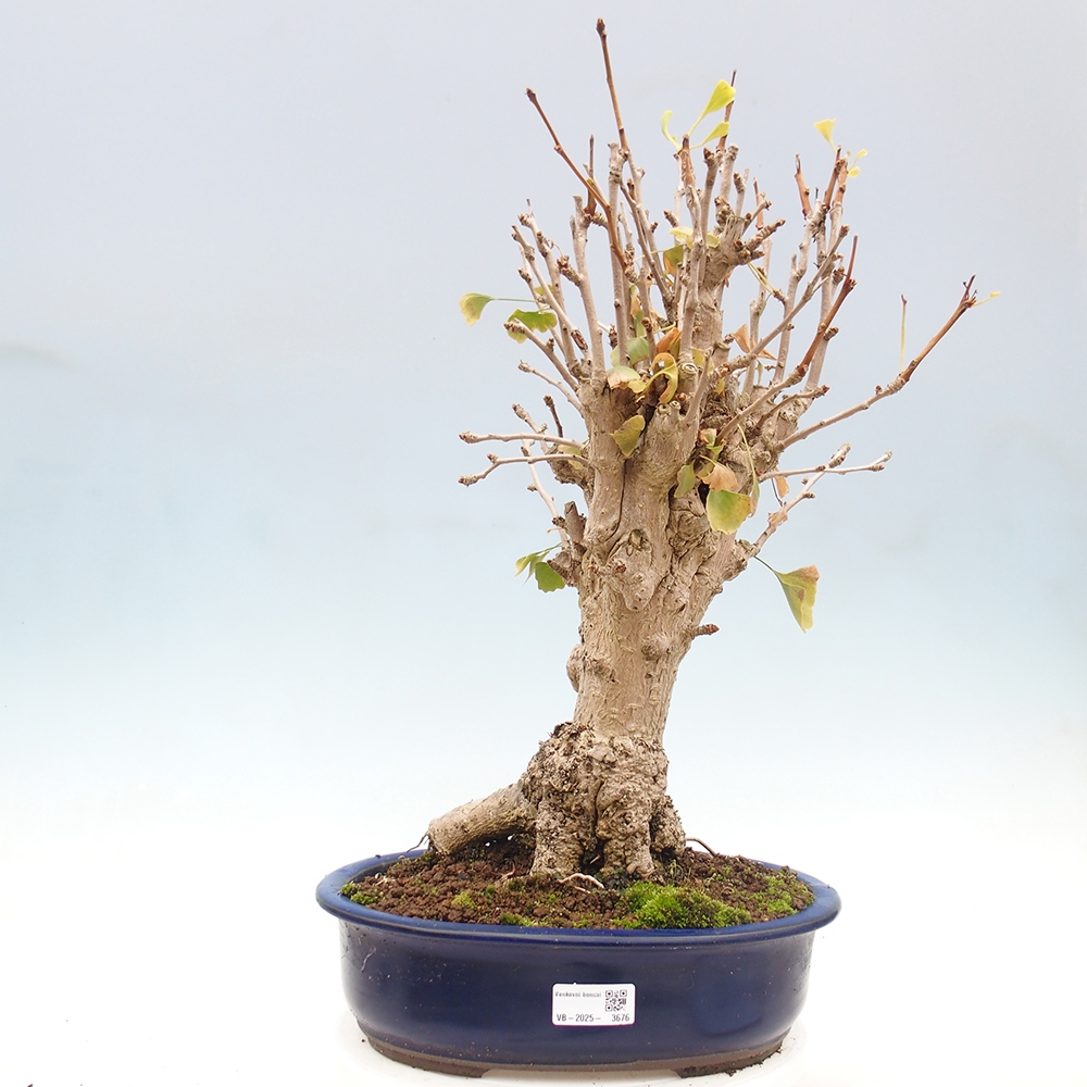 Vonkajšie bonsai - Ginko dvojlaločné - Ginkgo biloba