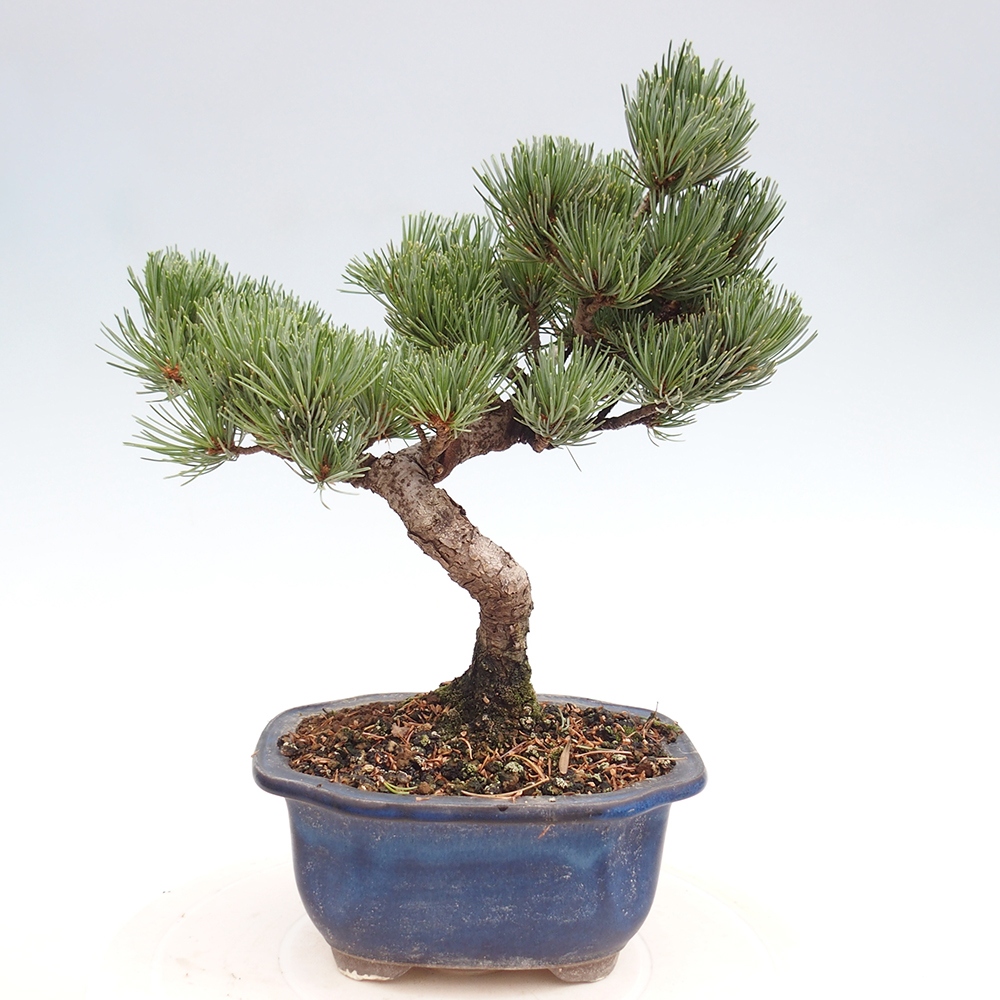 Vonkajšie bonsai - Pinus parviflora - Borovica drobnokvetá
