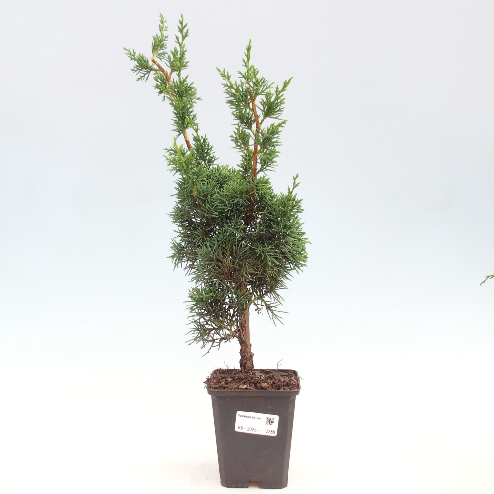 Vonkajšie bonsai - Juniperus chinensis Kishu -Jalovec čínsky