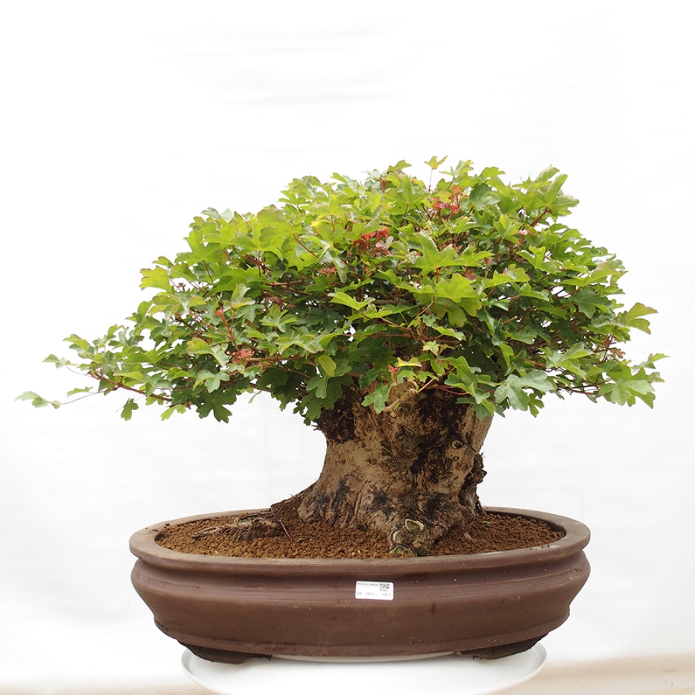 Vonkajší bonsai - Acer Campestre - Javor polný