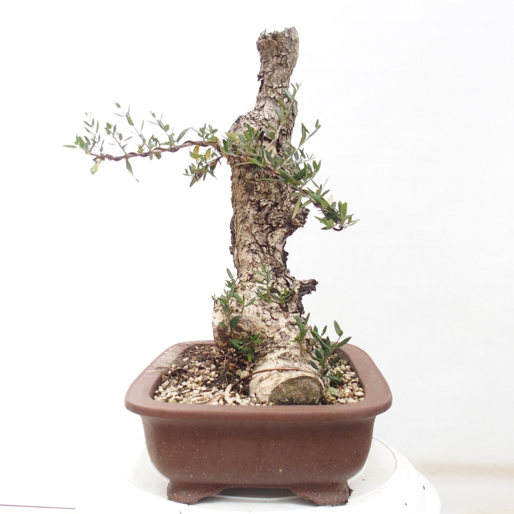 Izbová bonsai - Olea europaea sylvestris -Oliva evropská drobnolistá