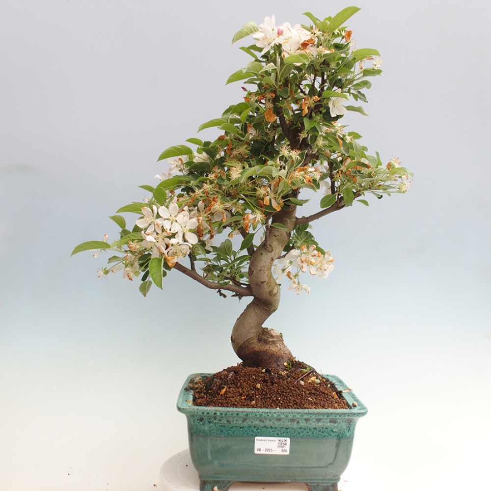 Vonkajší bonsai -Malus halliana - Maloplodá jabloň