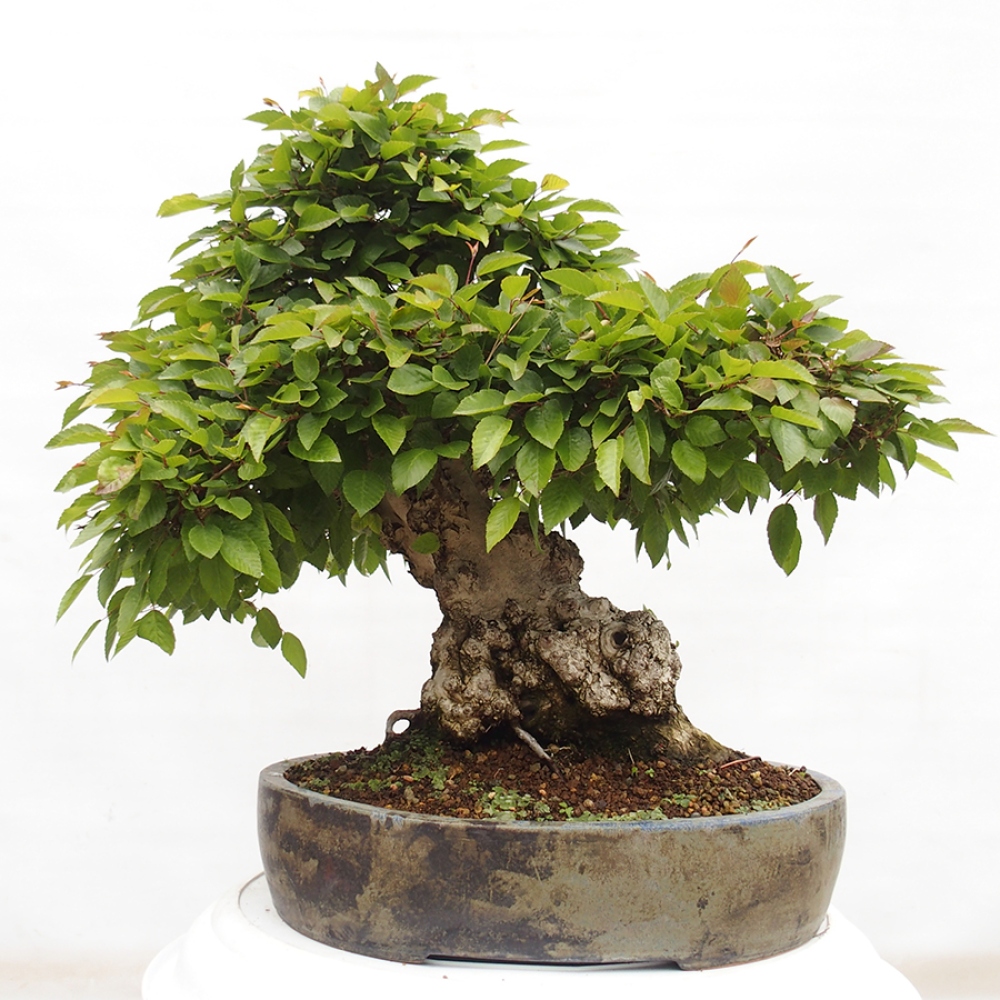 Vonkajší bonsai -Carpinus CARPINOIDES - Hrab kórejský