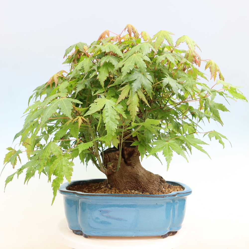 Vonkajšie bonsaje - Javor Burger - Acer Burgerianum