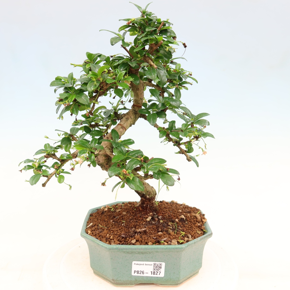 Izbové bonsaje - Carmona macrophylla - Tea fuki