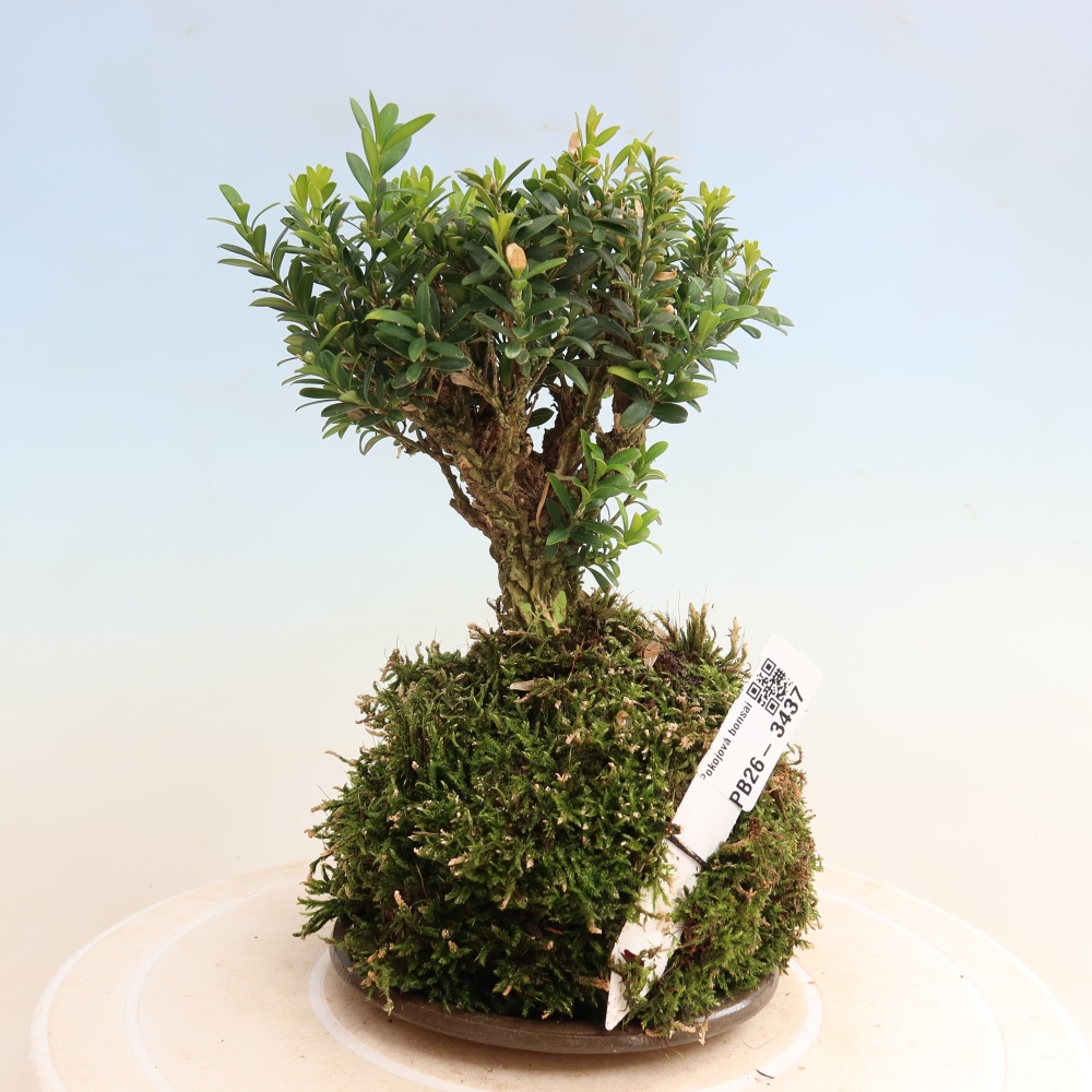 Kokedama s podšálkou – Buxus harlandii – korkový buxus  