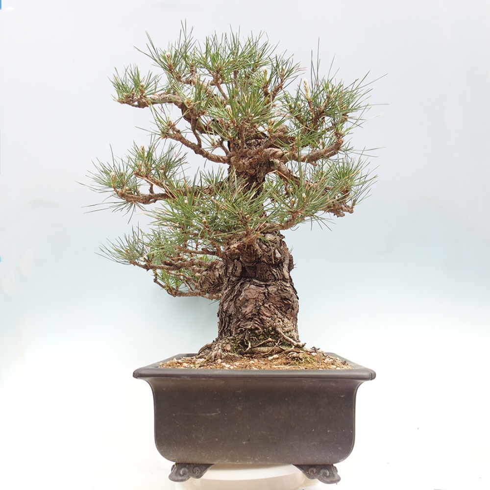 Vonkajšie bonsaje - Pinus thunbergii - borovica Thunbergova