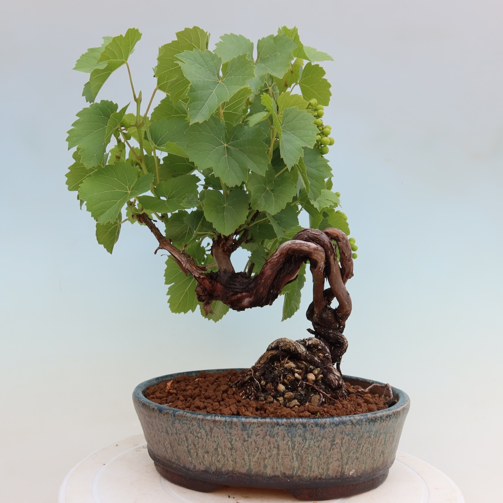 Vonkajšie bonsaje – Vinič – Vitis vinifera 