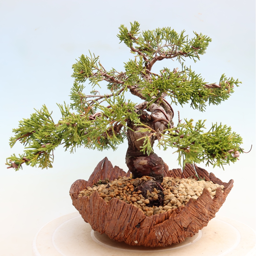 Vonkajší bonsai – Juniperus chinensis Itoigawa – čínsky jalovec