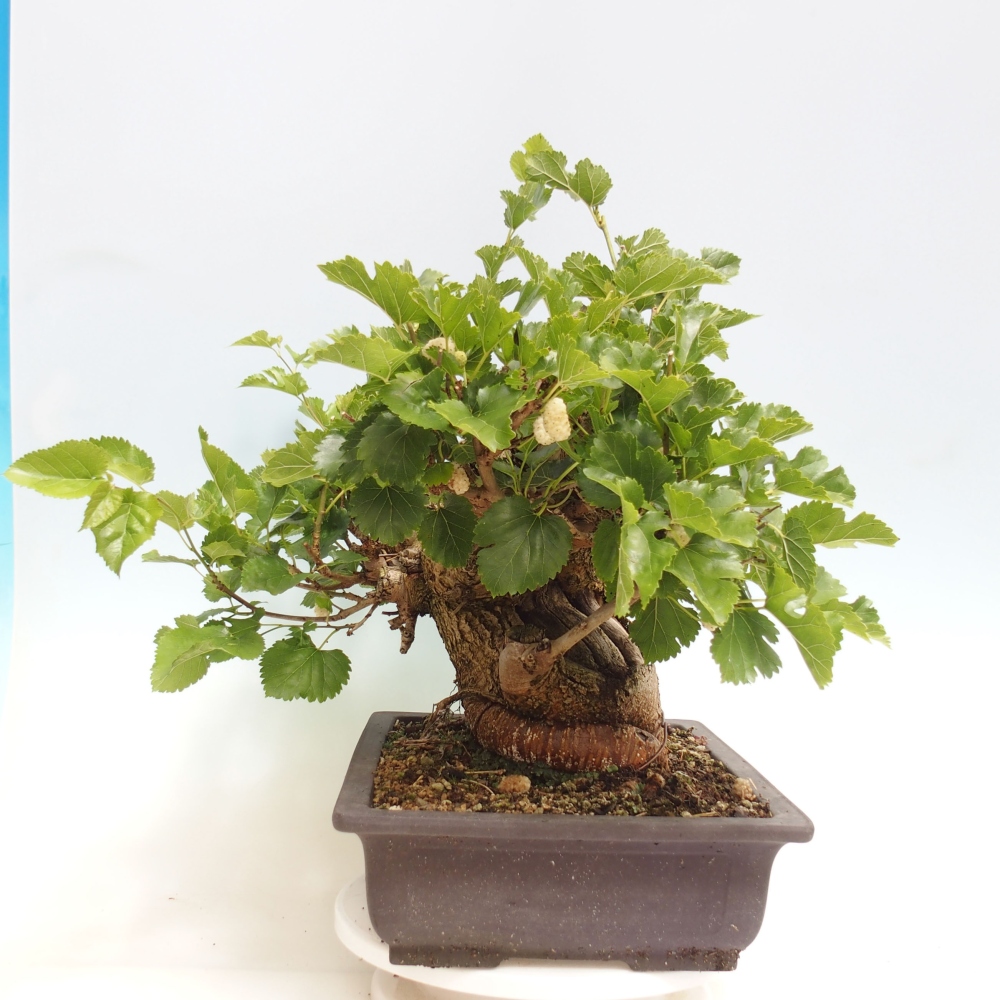 Vonkajšie bonsai -Morus albumy - moruše